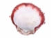 Spiny Oyster Shell: Red #1: Gallery Item - 1086-31-G4140 (Y1XC08)