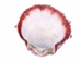Spiny Oyster Shell: Red #1: Gallery Item - 1086-31-G4140 (Y1X)