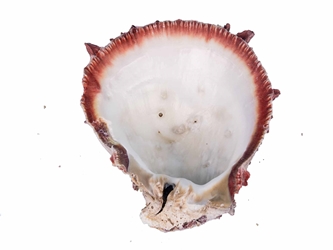 Spiny Oyster Shell: Red #1: Gallery Item 