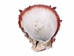 Spiny Oyster Shell: Red #1: Gallery Item - 1086-31-G4148 (Y1X)
