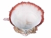 Spiny Oyster Shell: Red #1: Gallery Item - 1086-31-G4149 (Y1X)