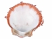 Spiny Oyster Shell: Red #1: Gallery Item - 1086-31-G4150 (Y1X)