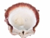 Spiny Oyster Shell: Red #1: Gallery Item - 1086-31-G4153 (Y1XC08)