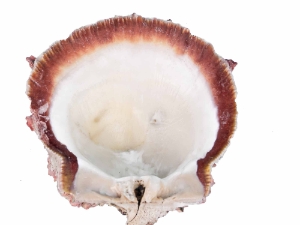 Spiny Oyster Shell: Red #1: Gallery Item 