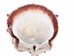 Spiny Oyster Shell: Red #1: Gallery Item - 1086-31-G4153 (Y1X)
