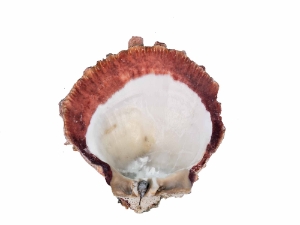 Spiny Oyster Shell: Orange #1: Gallery Item 