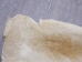 Giraffe Shoulder Blade: Gallery Item - 1201-11-G3515 (Y3HRJ)