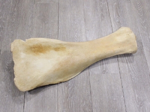 Giraffe Shoulder Blade: Gallery Item 
