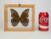 Framed Butterfly: Blue Morpho: Gallery Item - 1236-G2077 (Y1GRH)
