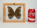 Framed Butterfly: Blue Morpho: Gallery Item - 1236-G2077 (Y3K)