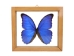 Framed Butterfly: Blue Morpho: Gallery Item - 1236-G2077 (Y1GRH)