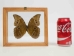 Framed Butterfly: Blue Morpho: Gallery Item - 1236-G2156 (Y1GRH)