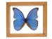 Framed Butterfly: Blue Morpho: Gallery Item - 1236-G2156 (Y1GRH)