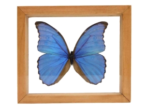 Framed Butterfly: Blue Morpho: Gallery Item 