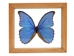 Framed Butterfly: Blue Morpho: Gallery Item - 1236-G2156 (Y3K)