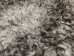 Gotland Sheepskin: Curly Gray: Gallery Item - 1332G-G4526 (Y1KRD)