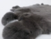 Rex Rabbit: Natural Lilac: Gallery Item - 142-13-G1363 (Y2ERA)