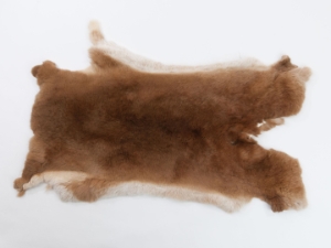 Rex Rabbit: Natural Orange: Gallery Item 