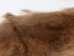 Rex Rabbit: Natural Orange: Gallery Item - 142-14-G1358 (Y2ERA)