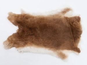 Rex Rabbit: Natural Orange: Gallery Item 