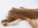 Rex Rabbit: Natural Orange: Gallery Item - 142-14-G1360 (Y2FXX)