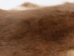 Rex Rabbit: Natural Orange: Gallery Item - 142-14-G1360 (Y2FXX)