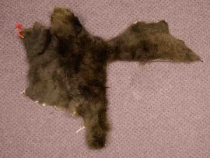 Craft Grade Buffalo Hide Piece: Gallery Item 
