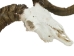 Ram Skull: Gallery Item - 15-233-G2171 (Y3KR-A2)