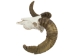 Ram Skull: Gallery Item - 15-233-G2171 (Y3KR-A2)