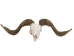 Ram Skull: Gallery Item - 15-233-G2171 (Y3KR-A2)