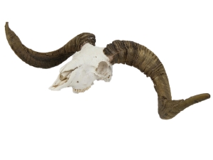 Ram Skull: Gallery Item 