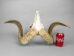 Ram Skull: Gallery Item - 15-233-G3979 (Y1JRJ)