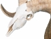Ram Skull: Gallery Item - 15-233-G3979 (Y1JRJ)
