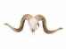 Ram Skull: Gallery Item - 15-233-G3979 (Y1JRJ)