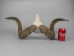 Ram Skull: Gallery Item - 15-233-G4163 (Y2PRL)