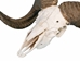Ram Skull: Gallery Item - 15-233-G4163 (Y2P)