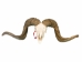 Ram Skull: Gallery Item - 15-233-G4163 (Y2PRL)