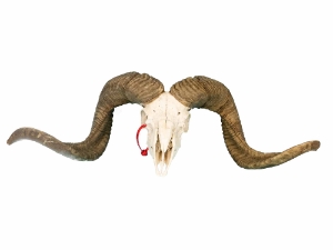 Ram Skull: Gallery Item 
