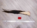 Tanned Horse Tail: Gallery Item - 18-06T-G3845 (Y1HRG)