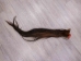 Tanned Horse Tail: Gallery Item - 18-06T-G3845 (Y1HRG)