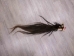 Tanned Horse Tail: Gallery Item - 18-06T-G3846 (Y1HRG)