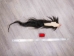 Tanned Horse Tail: Gallery Item - 18-06T-G3847 (Y1HRG)
