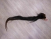 Tanned Horse Tail: Gallery Item - 18-06T-G3854 (Y1HRG)