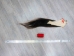 Tanned Horse Tail: Gallery Item - 18-06T-G3868 (Y1HRG)