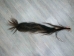 Tanned Horse Tail: Gallery Item - 18-06T-G3869 (Y1HRG)