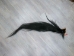 Tanned Horse Tail: Gallery Item - 18-06T-G3874 (Y1HRG)