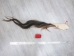 Tanned Horse Tail: Gallery Item - 18-06T-G3876 (Y1HRG)