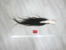Tanned Horse Tail: Gallery Item - 18-06T-G3886 (Y1HRG)