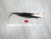 Tanned Horse Tail: Gallery Item - 18-06T-G3888 (Y1HRG)