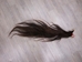 Tanned Horse Tail: Gallery Item - 18-06T-G3894 (Y1H)